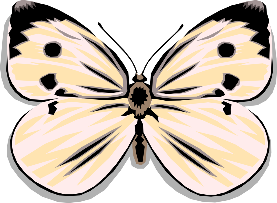 Vector Illustration of Colorful White Butterfly Winged Insect