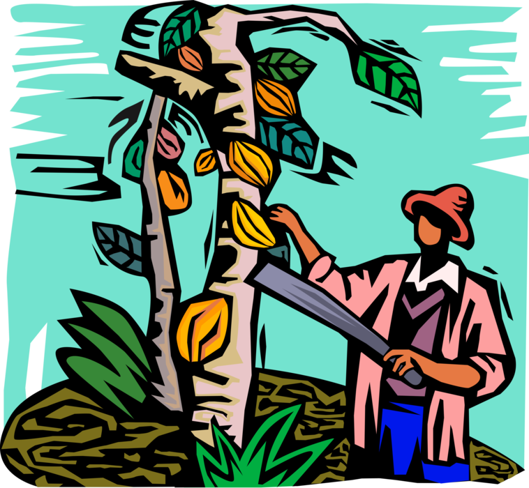 Vector Illustration of Cocoa Bean Harvest from which Cocoa Solids Butter are Extracted 