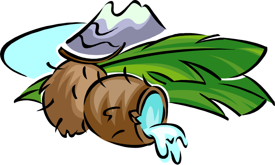 Vector Illustration of Coconut Hard-Shelled Edible Seed Fruit of Coconut Palm with Coconut Cream