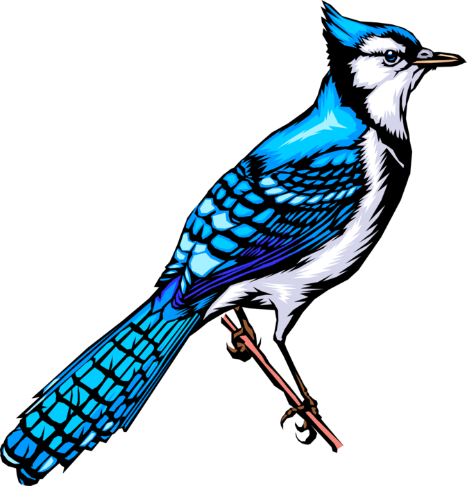 Vector Illustration of Feathered Vertebrate North American Bird Jay Bird