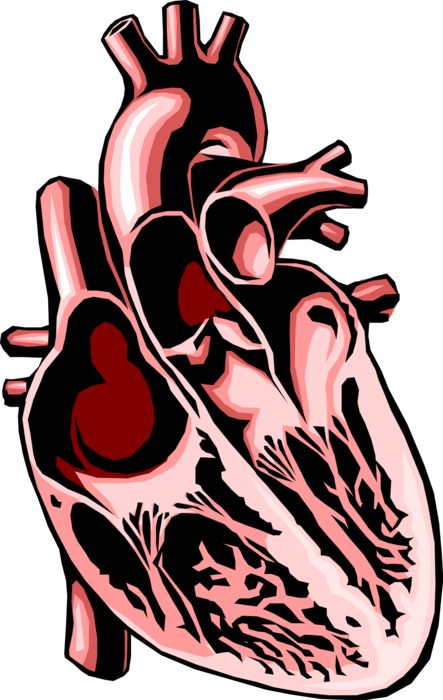Vector Illustration of Cross Section of Human Heart