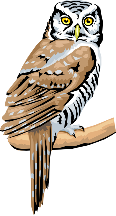 Vector Illustration of Wise Old Owl Bird Symbol of Wisdom and Knowledge Turns Its Head Sitting on Branch