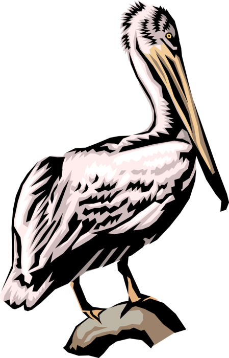 Vector Illustration of Large Water Bird Pelican Standing