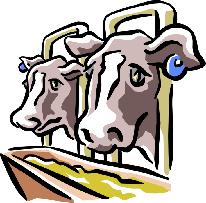 Vector Illustration of Dairy Cows at Farm Feeding Trough