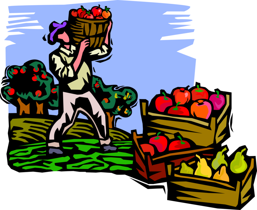 Vector Illustration of Apple Orchard Worker Picking and Harvesting Fruit Apples for Market