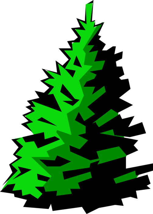 Vector Illustration of Healthy Coniferous Evergreen Fir Tree