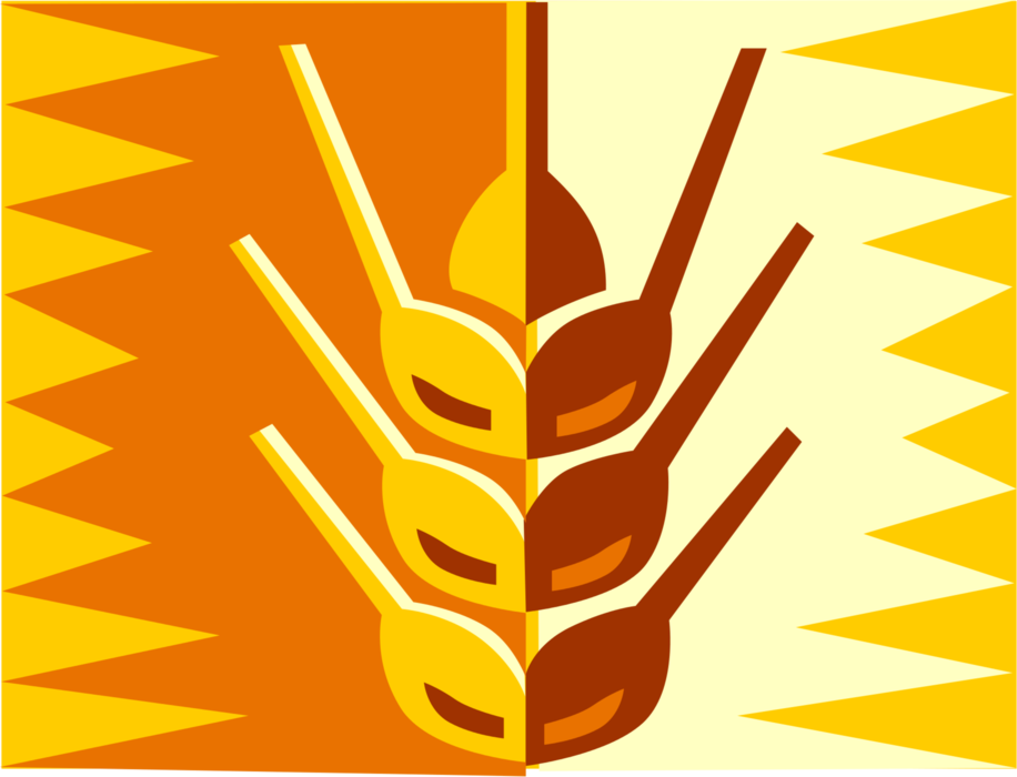 Vector Illustration of Wheat Grain of Cereal Grass Design