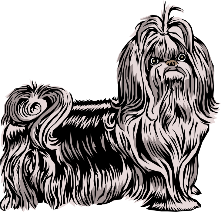 Vector Illustration of Shih Tzu or Chrysanthemum Toy Dog Breed