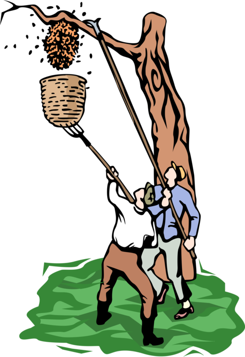 Vector Illustration of Beekeeper Apiarists Removing Bee Colony Swam to New Hive