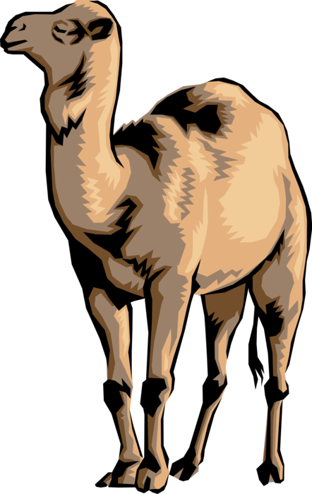 Vector Illustration of One-Humped Dromedary Beast of Burden Camel