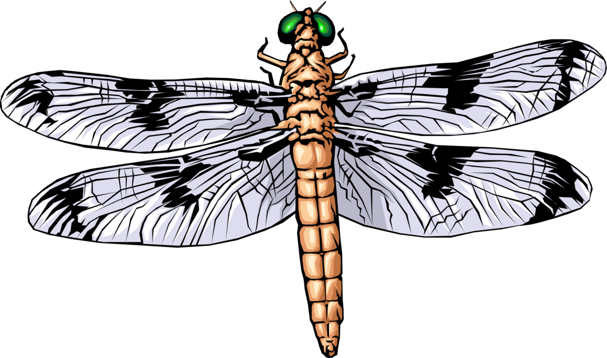 Vector Illustration of Dragonfly Insect Bug