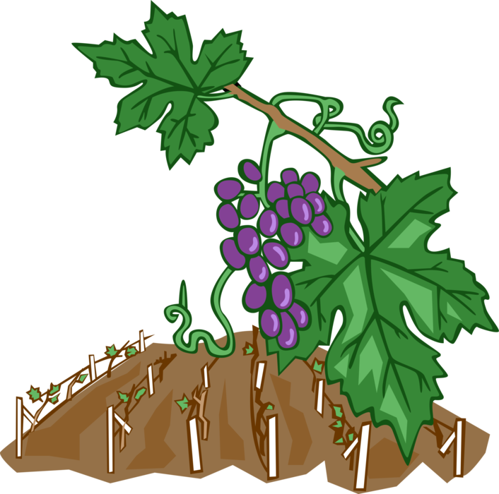 Vector Illustration of Wine Grape Vines in Vineyard