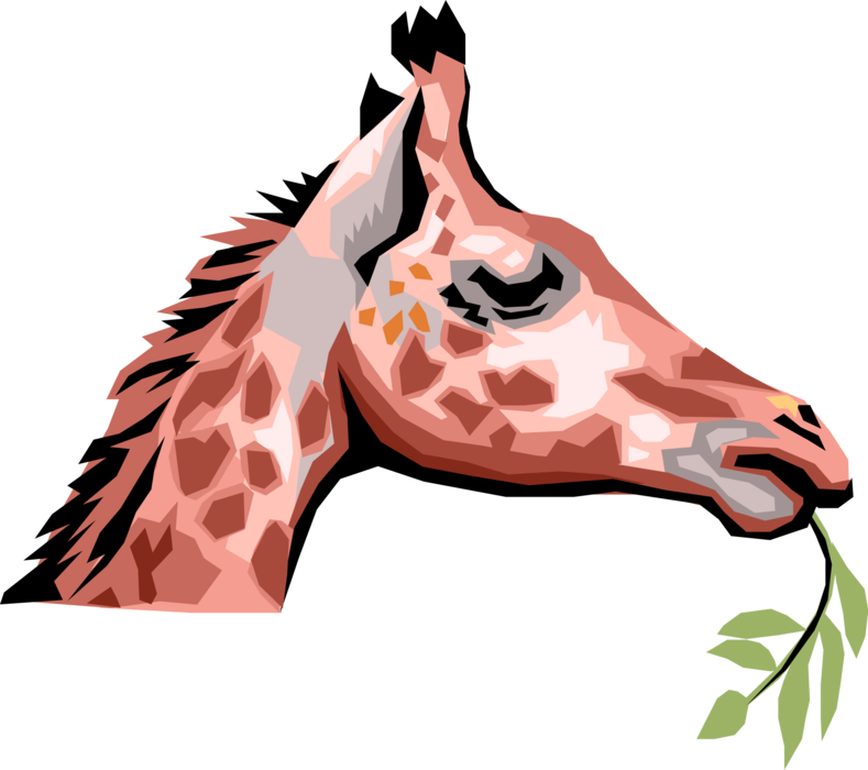 Vector Illustration of African Giraffe Chewing Leaves