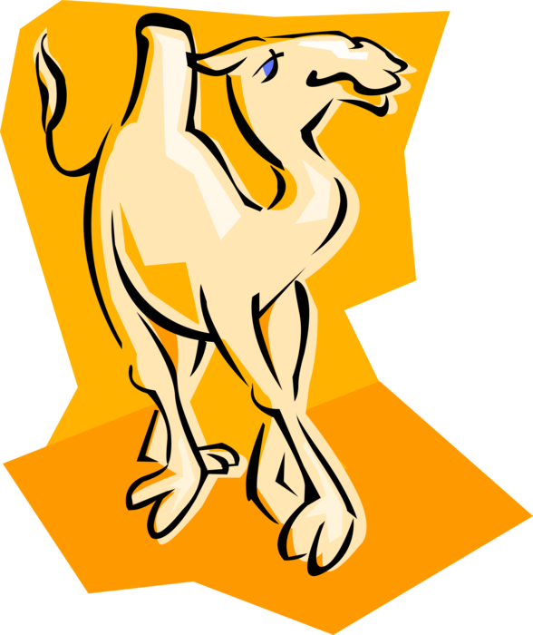 Vector Illustration of African Dromedary Beast of Burden Camel