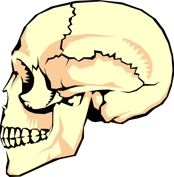 Vector Illustration of The Human Skull
