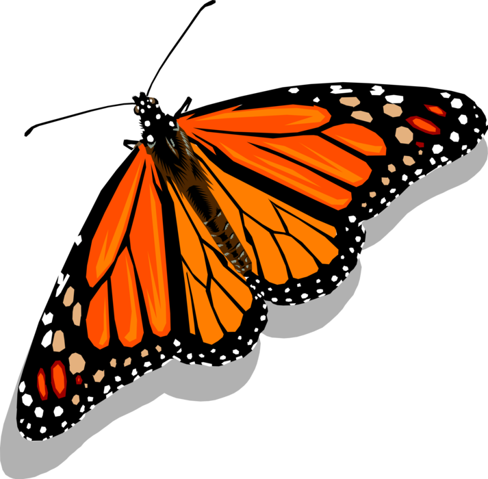 Vector Illustration of Colorful Monarch Butterfly Winged Insect