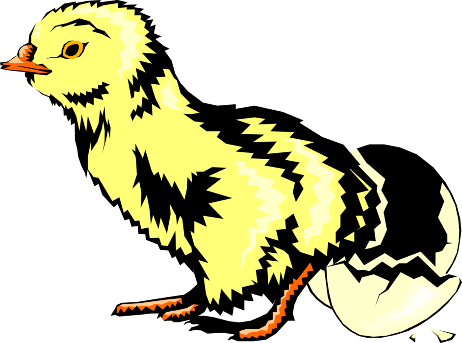 Vector Illustration of Baby Chick Chicken Hen Emerging From Egg