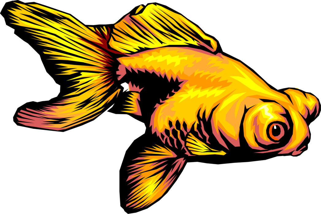 Vector Illustration of Aquarium Tropical Goldfish Bulbous Eyed Fish