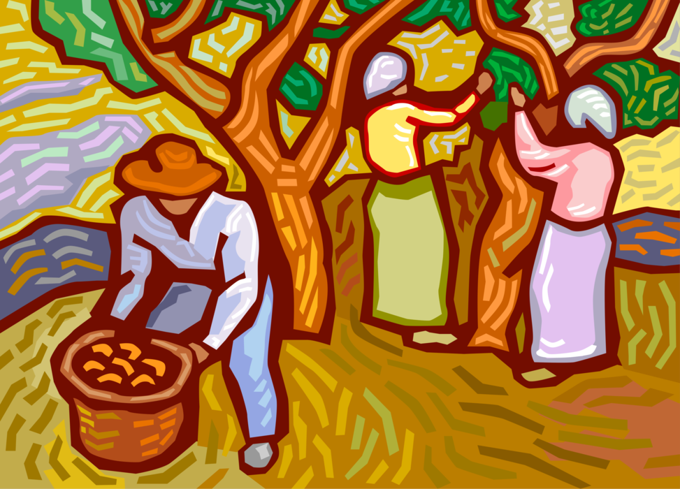 Vector Illustration of Farm Workers Harvesting Fruit from Orchard Trees