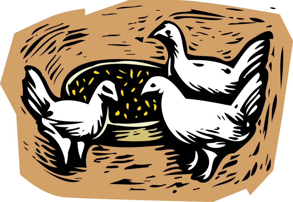 Vector Illustration of Domesticated Fowl Farm Animal Chickens Feeding