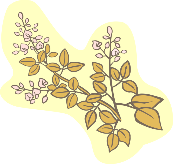 Vector Illustration of Botanical Horticulture Plant Leaves and Branches with Flower Buds