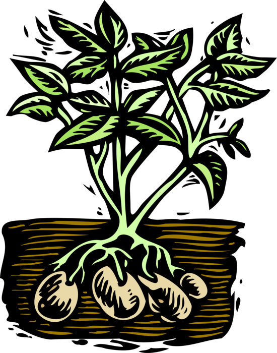 Vector Illustration of Starchy Edible Tuber Cultivated Potato Plant Growing in Soil