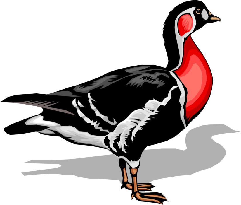 Vector Illustration of Red-Breasted Goose Waterfowl Bird