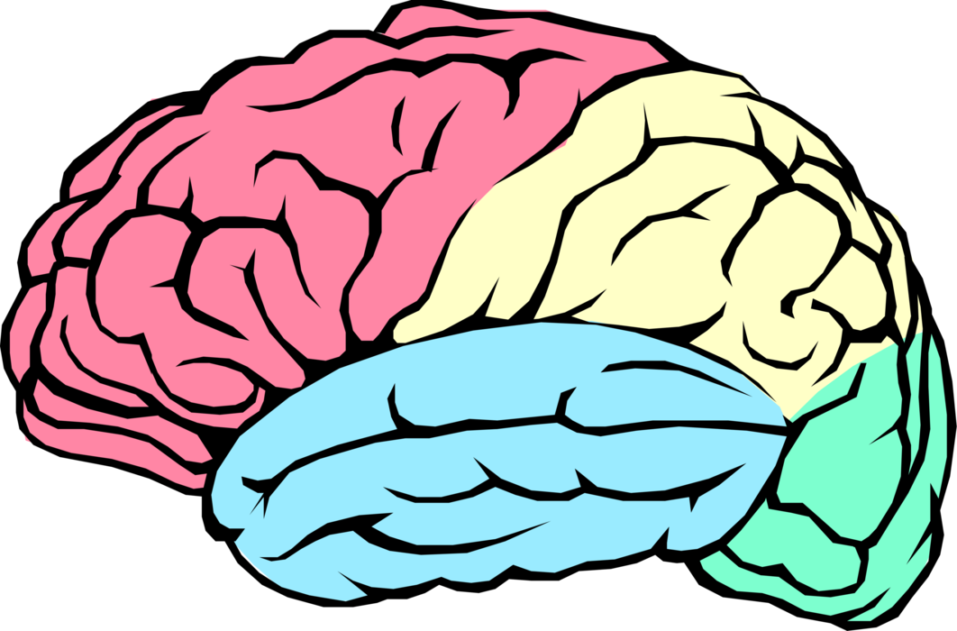 Vector Illustration of Human Brain with Frontal, Parietal, Occipital, and Temporal Lobes