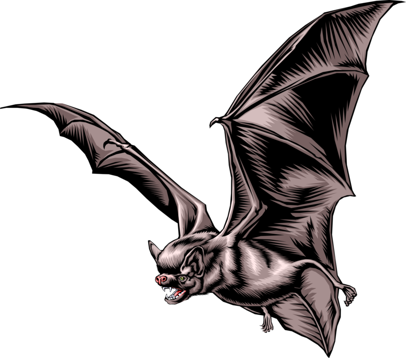 Vector Illustration of Web-Winged Vampire Bat Searching for Insects to Eat