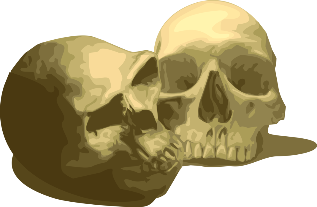 Vector Illustration of Anthropology Human Skulls