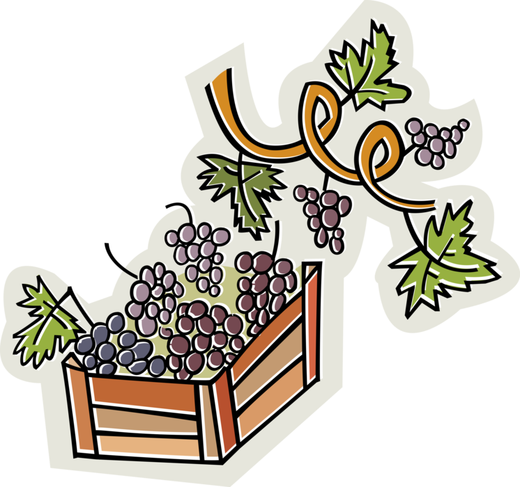 Vector Illustration of Harvesting Fruit Grapes from Vines in Vineyard for Winemaking Vinification