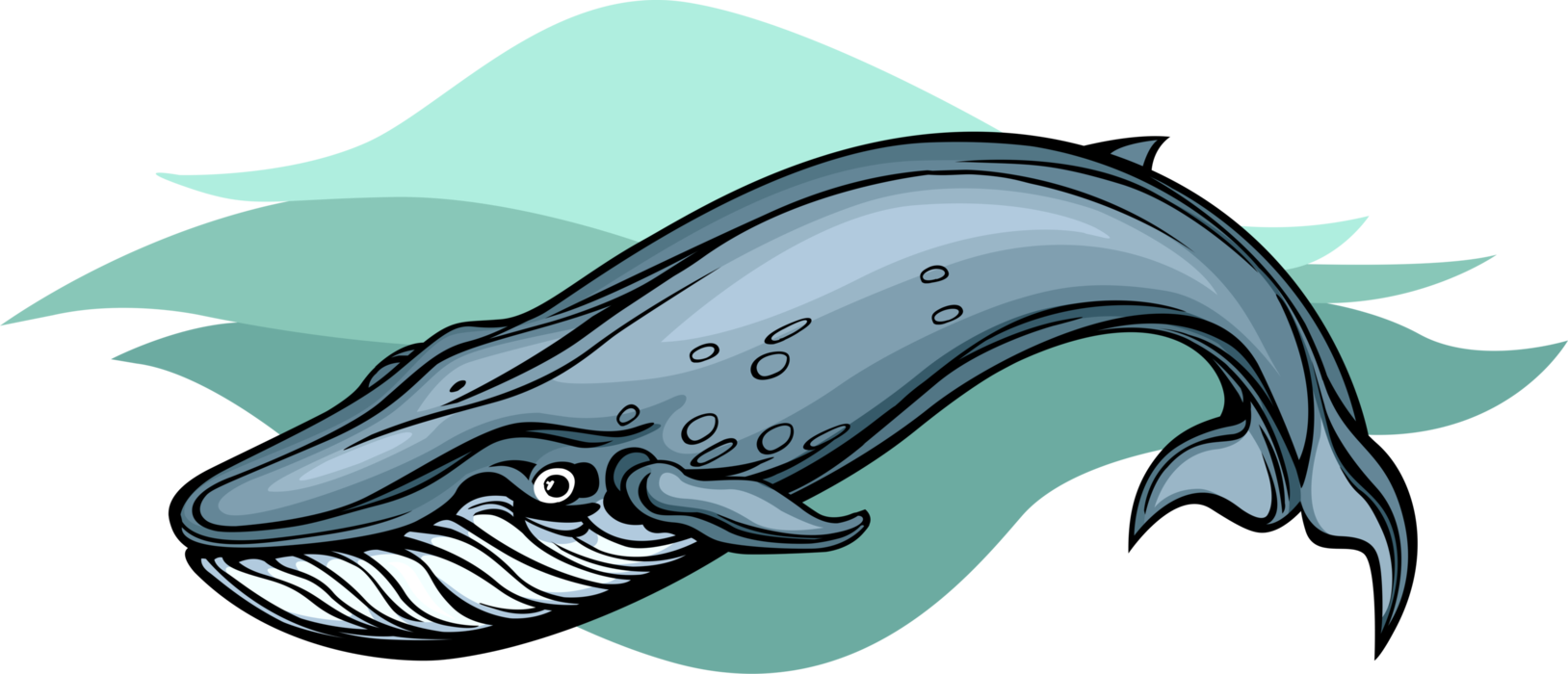 Vector Illustration of Baleen Blue Whale Marine Mammal