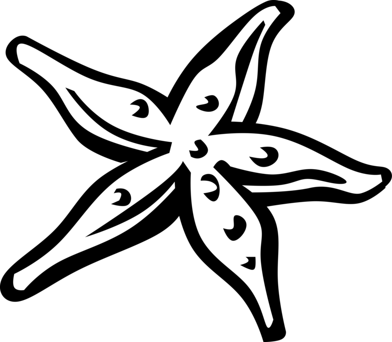 Vector Illustration of Marine Invertebrate Starfish