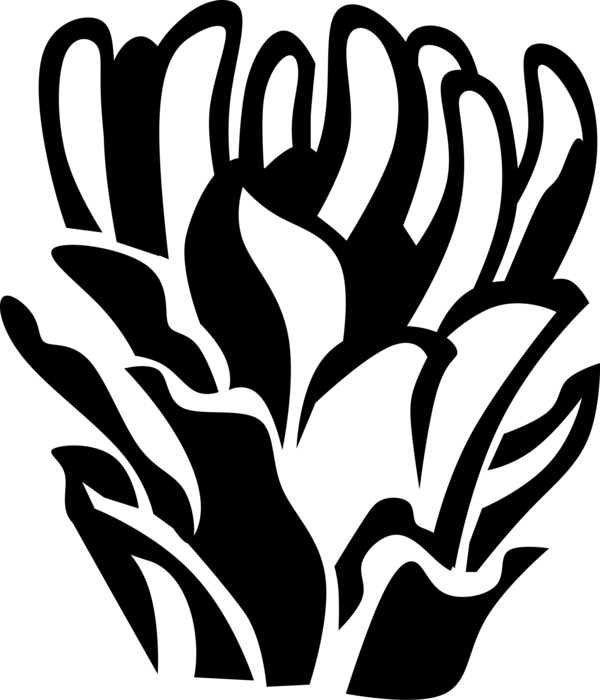 Vector Illustration of Protea Botanical Horticulture Flowering Plant