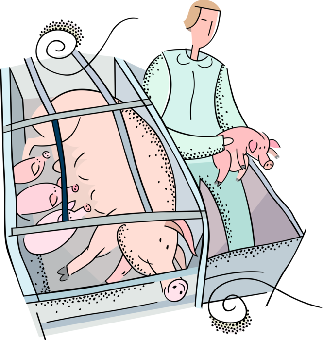 Vector Illustration of Pig Farmer Removes Newborn Pig from Nursing Pig Mother in Pig Farm