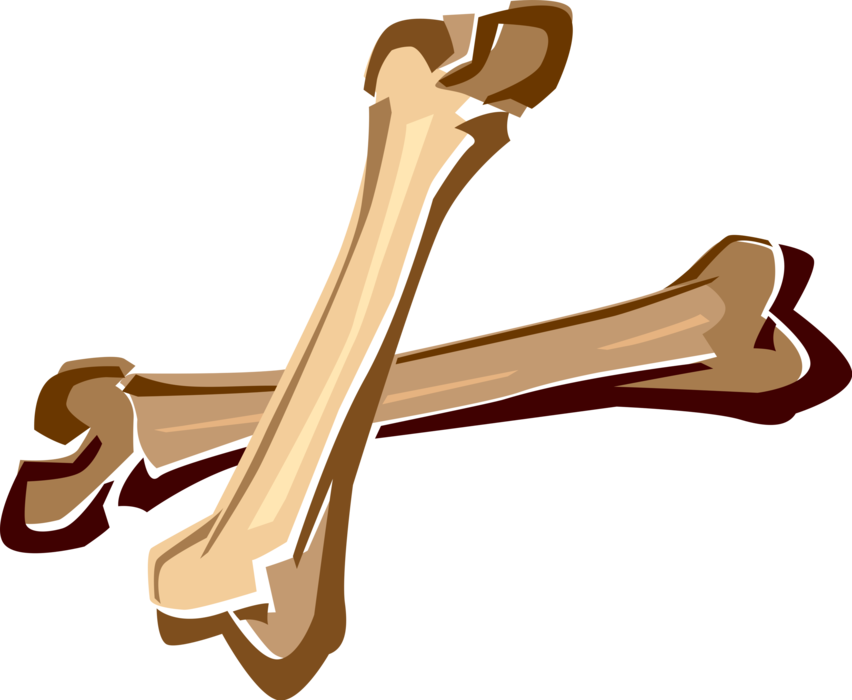Vector Illustration of Human Fibula and Tibia Bones
