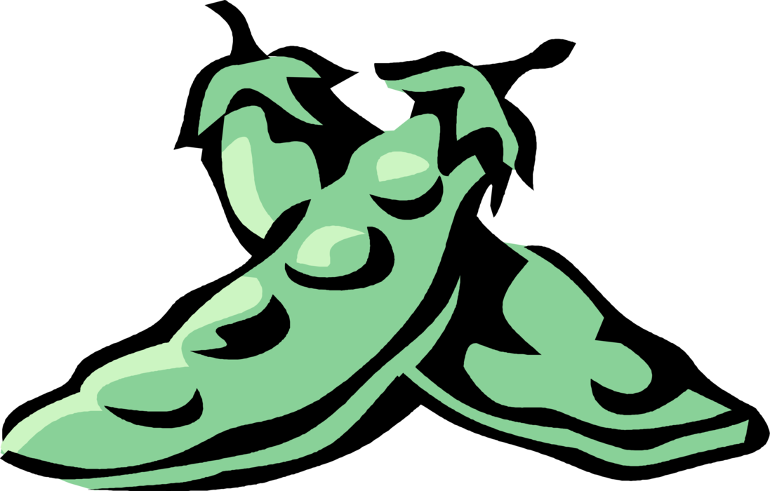Vector Illustration of Snow Pea Eaten Unripe in Pod