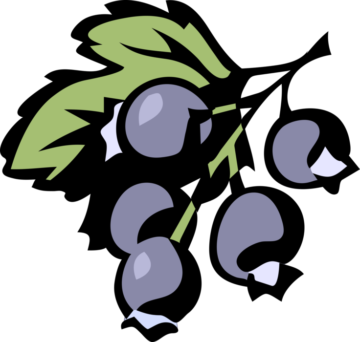 Vector Illustration of Blueberry Fruit Blueberries
