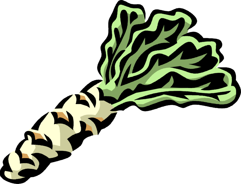 Vector Illustration of Celtuce Celery or Chinese Lettuce Vegetable Popular in Chinese Cuisine