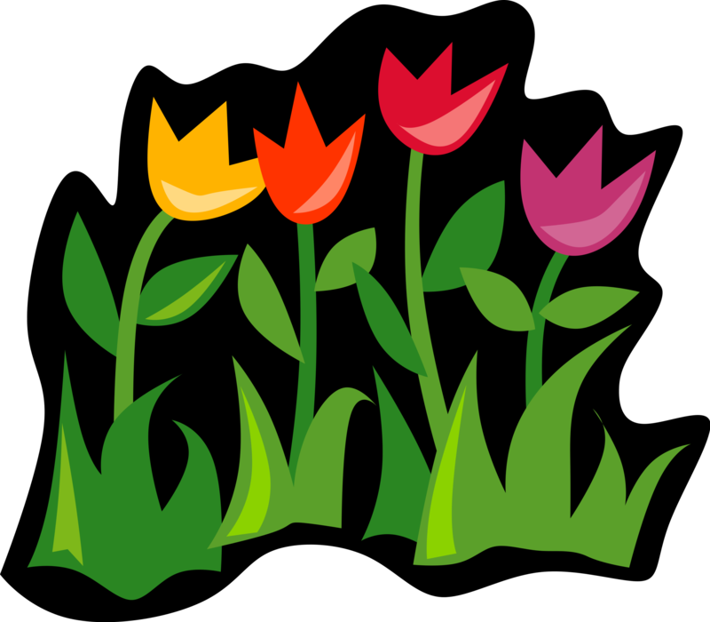 Vector Illustration of Bulbous Plant Flower Tulips Growing in Garden