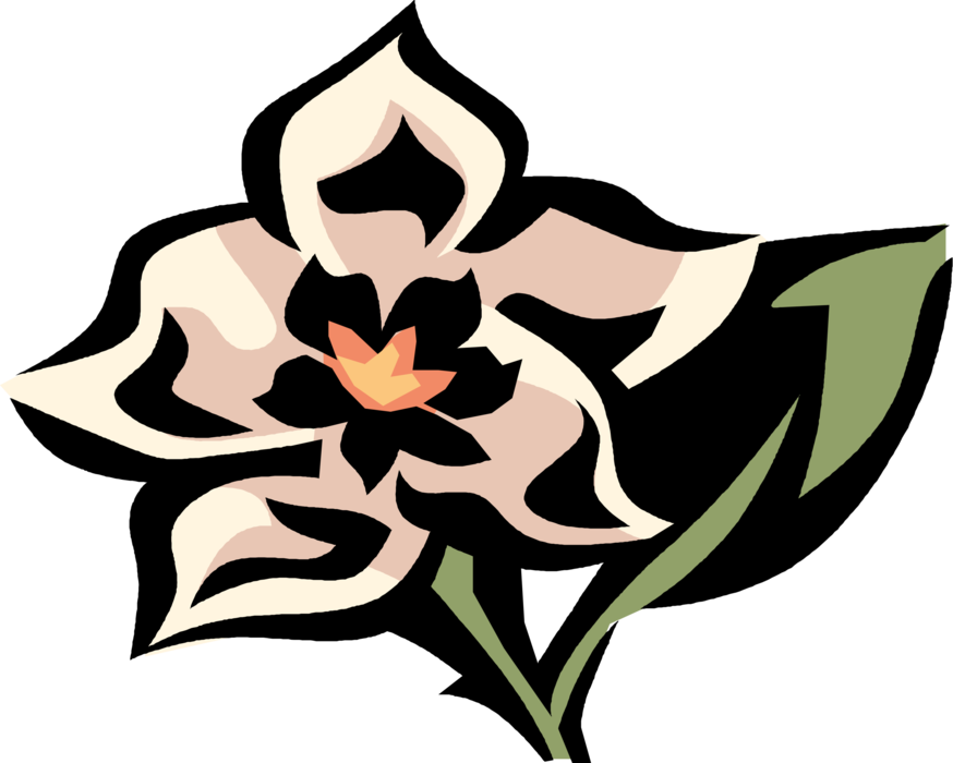 Vector Illustration of Hoya Botanical Waxplant Waxflower Botanical Tropical Plant