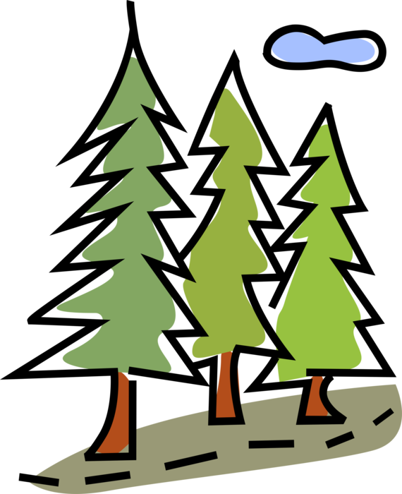 Vector Illustration of Coniferous Evergreen Trees in Forest