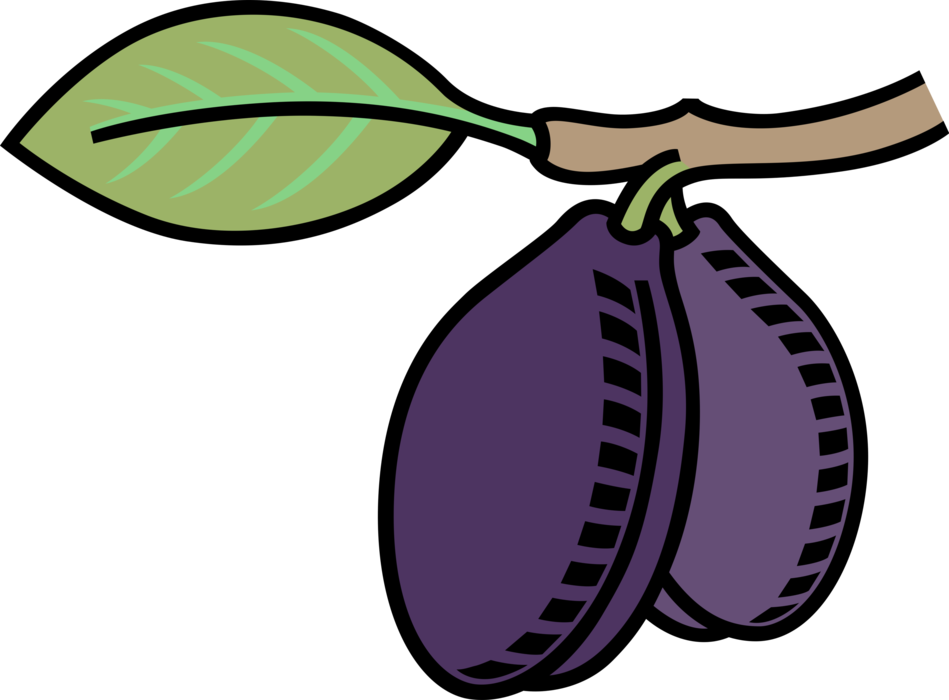 Vector Illustration of Edible Italian Purple Plum Fruit
