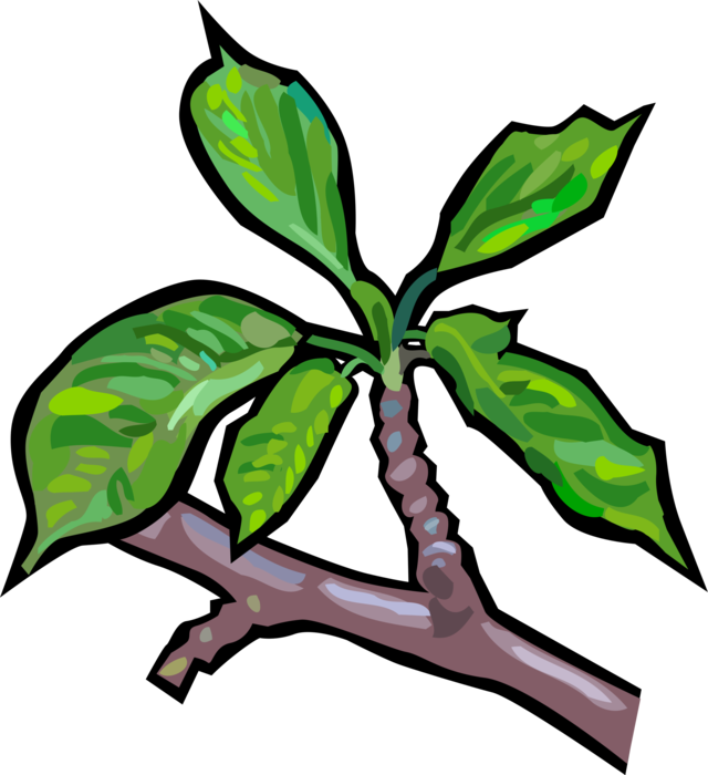 Vector Illustration of Deciduous Tree Branch and Leaves