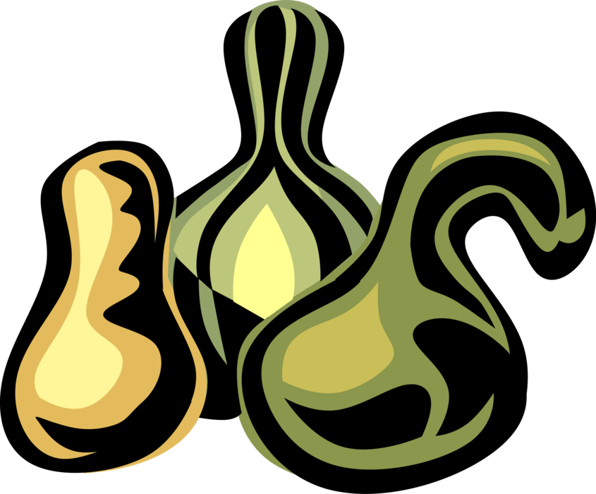 Vector Illustration of Squash Herbaceous Herb Gourd Vine