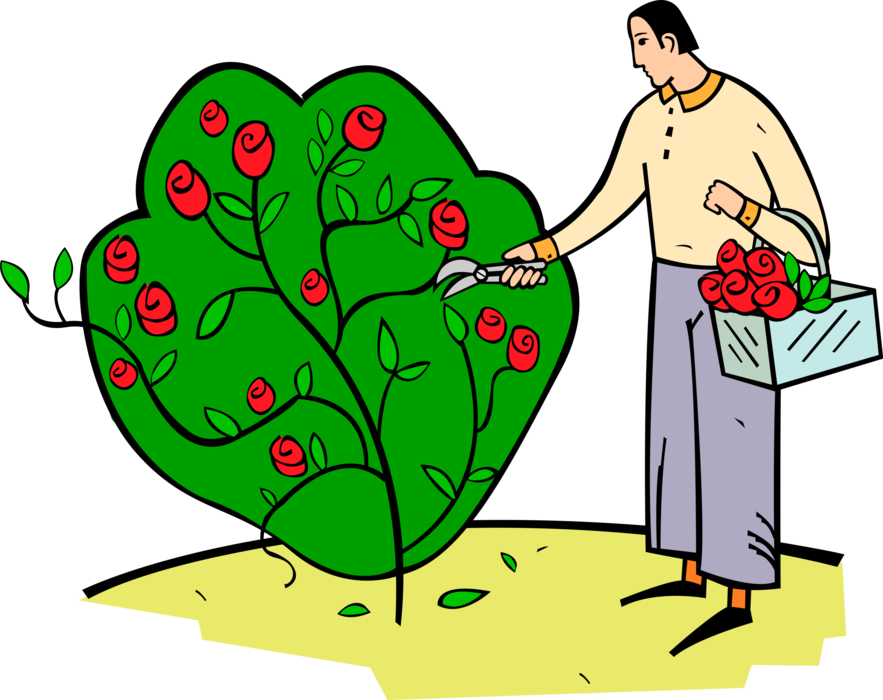 Vector Illustration of Man Cuts Rose Flowers from Bush with Pruning Shears