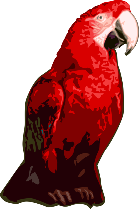 Vector Illustration of South American Macaw Parrot Bird