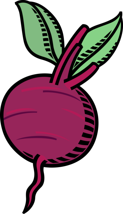 Vector Illustration of Edible Taproot Beet Vegetable