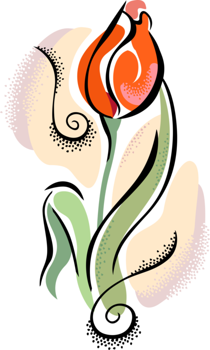 Vector Illustration of Bulbous Plant Tulip Flower Growing in Garden