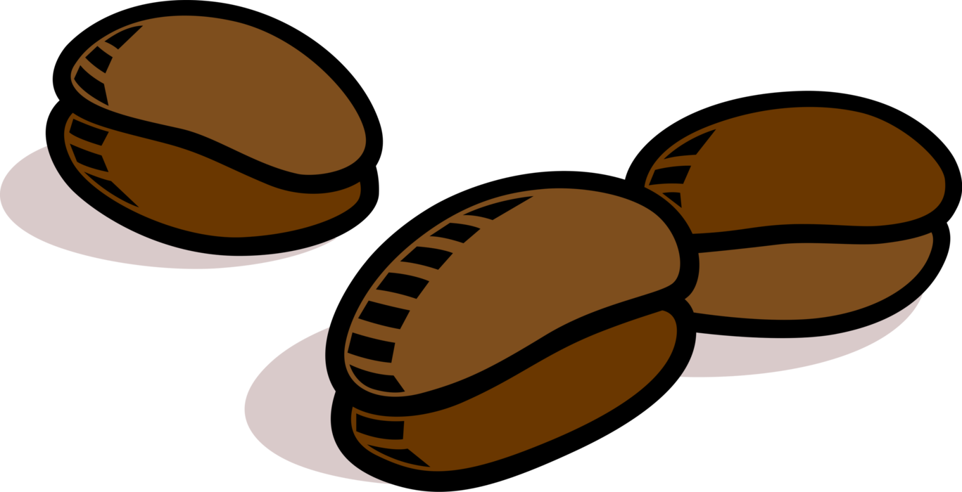 Vector Illustration of Coffee Bean Seed of the Coffee Plant